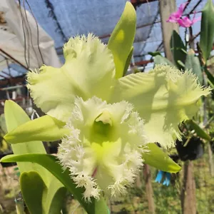 Cattleya Digbyana & Green Orchid Plant Blooming Size Pot 3.5 Inchs Mature Plant - Picture 1 of 20