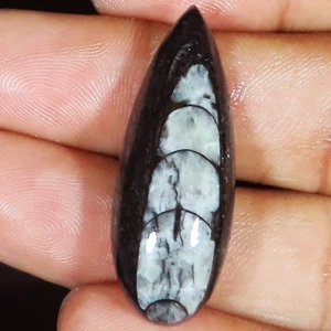 28.35 Cts Natural Orthoceras Pear Cabochon Orthoceras Gemstone 13x37x7 mm lp-197 - Picture 1 of 7
