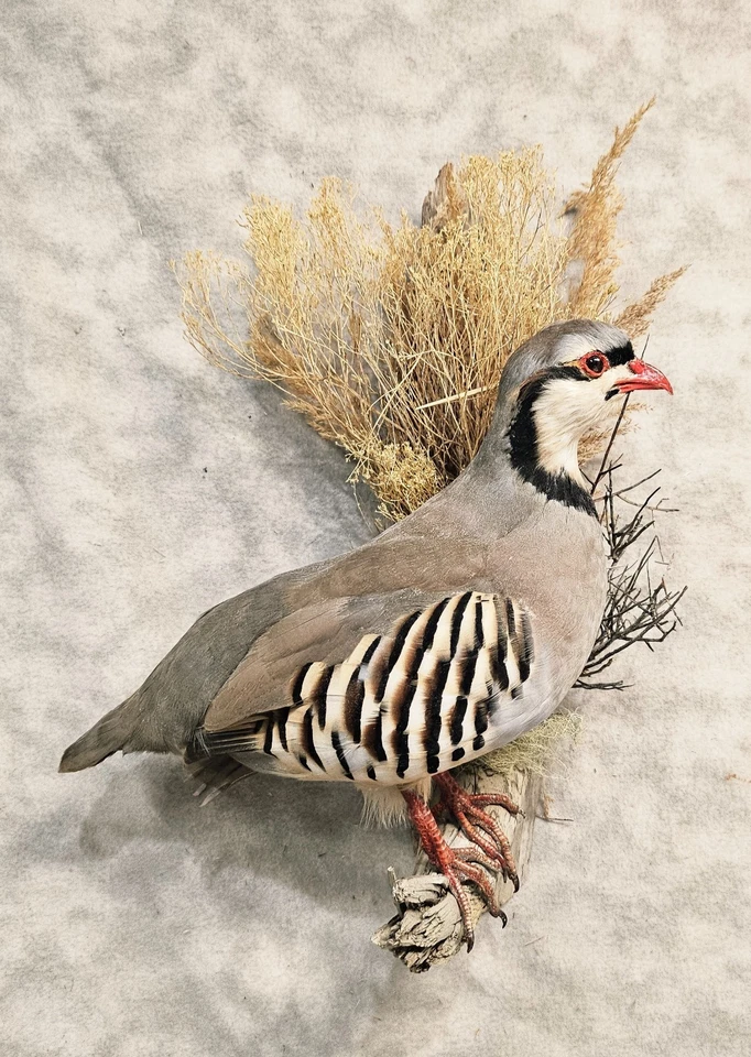 Красивый чукар куропатка куропатка куропатка фазан таксидермия птица искусства - Изображение 1 из 1