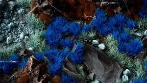 Alien Blue 6 mm - Wild - Imagen 1 de 3