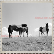 40s OREGON SUN RIVER HORSE BARN YARD GRASSLAND FEEDING Vintage Photograph S8375