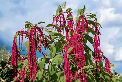 SEEDVILLE USA 500 LOVE LIES BLEEDING Amaranthus Caudatus (Kiss Me Over The Garden Gate) Flower