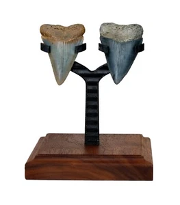 GRANDES DIENTES DE TIBURÓN BLANCO - SOPORTE DE EXHIBICIÓN DOBLE - BASE DE MADERA REAL - Imagen 1 de 2