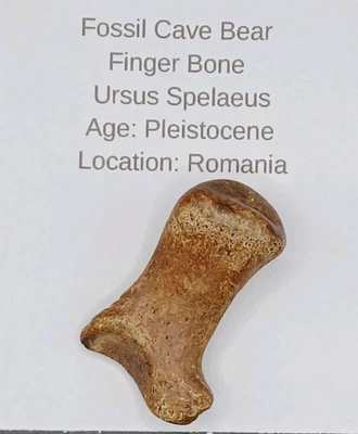 Fossil Cave Bear Finger Bone 'Ursus spelaeus' metacarpal ~Ice Age ~ Romania  - Image 1 of 4