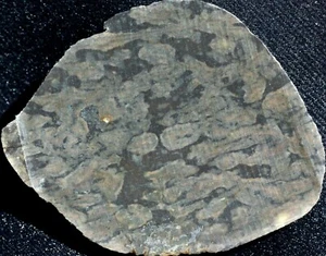 S-495 ~ 1.1oz Slab Stromatolite Jasper ~ Biwabik, Minnesota - Bild 1 von 4