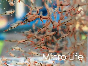 500,000+ Fairy Shrimp Eggs ! Super natural food for Betta Guppy Discus Tropical - Picture 1 of 6