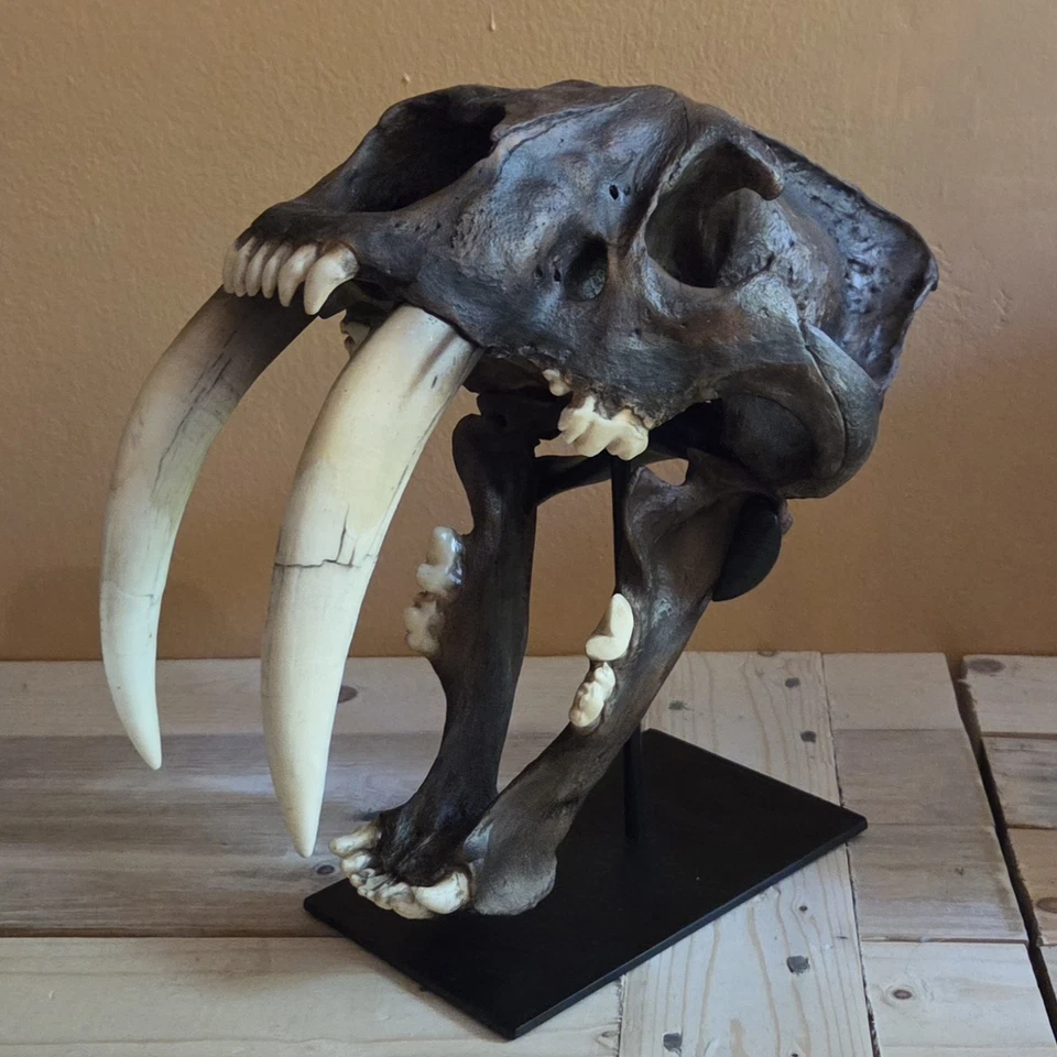 1:1 Resin Copy Model Smilodon Fatalis Sabretooth Tiger Cat Skull La Brea Tar Pit - Image 1 of 4