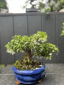 Bonsai - Picture 1 of 7