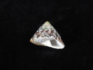 Sea Shell Trochus nigropunctatus 26,4 mm ID#8107 - Imagen 1 de 4