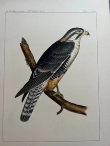 Circa 1860 6 USPRR Geological Survey Raptor Hawks Falcon Hand colored lithograph - Picture 1 of 6