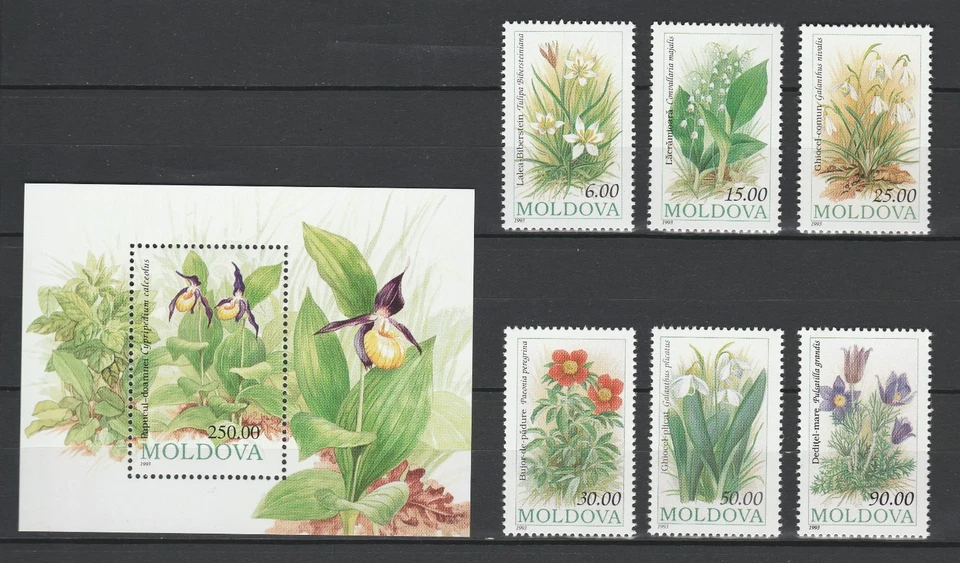 Moldova 1993 Flowers 6 MNH stamps + Block  - Image 1 of 1
