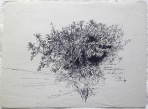Werner Knoth Rhododendron 1974 Original Zeichnung signiert Unikat Einzelstück - Picture 1 of 1