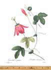 Redoute Flowers #92 Passiflora Racemosa Passion Flower Botanical Art Bk Print