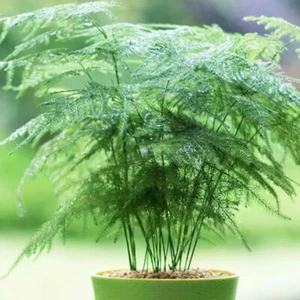 Asparagus Plumosus Nanus Asparagus Fern 20Pcs seeds - Picture 1 of 11