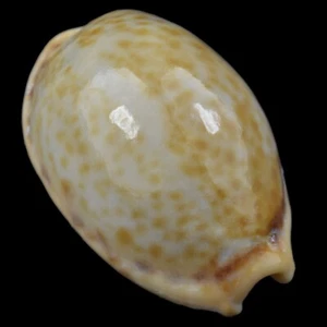 CYPRAEA (Naria) SPURCA VERDENSIUM (Tenerife, Canary Isl., Spain) 19.8mm #47146 - Picture 1 of 4
