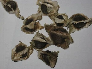 50 Samen Moringa Oleifera - Meerrettichbaum -  - Bild 1 von 1