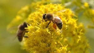 Goldenrote, Bienengras (Solidago gigantea) -3 Gramm/10 Gramm ≈ (3000/10000 Samen)+Geschenk - Bild 1 von 3
