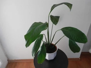 Einblatt Spathiphyllum Jungpflanze - ca. 50 cm hoch - Bild 1 von 3