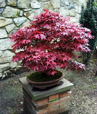Árbol japonés rojo/verde Bloodgood planta viva bien enraizada de 1 yo 4 pulgadas + de alto Foto 1 de 4