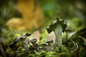 Black Trumpet Mushrooms - Picture 1 of 2