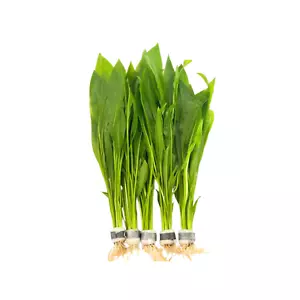 Pack 5 Amazon Sword Echinodorus Bleheri Bundle Live Plants Aquarium Freshwater - Picture 1 of 4