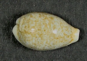 CYPRAEA DAYRITIANA 17.88mm SUPER CHOICE SPECIMEN Carbon Is., Coron, Palawan, PI - Picture 1 of 4