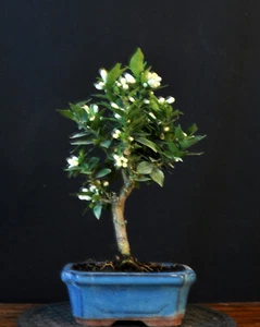 BONSAI ORANGENBAUM ZWERGORANGE CITRUS MYRTIFOLIA - Bild 1 von 5