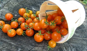 10 graines de tomate Venus Orange cherry ultra précoce...pot balcon terrasse  - Foto 1 di 8