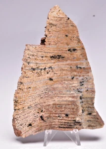 MICROBIAL MAT, STROMATOLITE STRELLEY POOL POLISHED SLICE, AUSTRALIA S1143 - Imagen 1 de 6