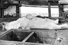 Aaj-36 Dead Polar Bear On Deck on Deck of Ship 1890. Photo