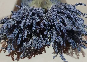 Greek Dried Organic Lavender Bunches 300 stems each 5 bunches 30 cm July 2025 - Picture 1 of 9