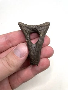 Uncommon Allosaurus Chevron - Morrison Formation, Wyoming - Picture 1 of 6
