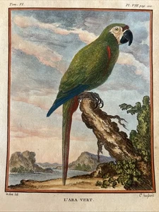 Parrots, “L’ARA VERT “ 1780 Pappagallo.Ornitologia Psittacidi - Picture 1 of 9