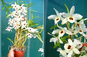 Dendrobium Lemon Blush, orchidée, Orchid, - Imagen 1 de 1