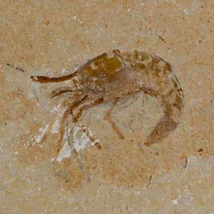 1.2" Fossil Shrimp Carpopenaeus Cretaceous Age 100 Mil Yrs Old Lebanon COA - Picture 1 of 7