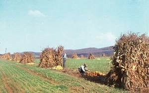 Corn Husking Time in the Cumberland Valley --POSTCARD - Imagen 1 de 2