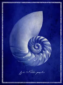 SEASHELL ART PRINT Nautilus Shell GI Art Lab 26x36 Sagebrush - Picture 1 of 1