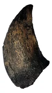 Camarasaurus Claw Replica Museum Quality Dinosaur Fossil Specimen Reproduction - Picture 1 of 4