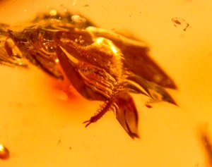 Super RARE Centipede with Caterpillar in Colombian Copal Amber Fossil Large 22 g - Picture 1 of 16