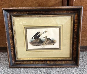 Original 1st Ed. J. J. Audubon Birds Of America Lithograph Framed Pl. 404 No. 81 - Picture 1 of 17