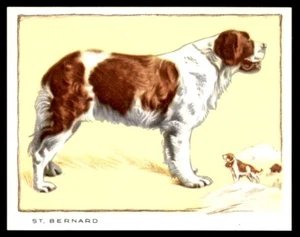 Gallaher Dogs (Large) 1934 - St. Bernard No. 22 - Picture 1 of 2