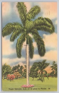 Tropic Splendor Finds All Its Glory In Florida Linen Postcard c1950 - Picture 1 of 2