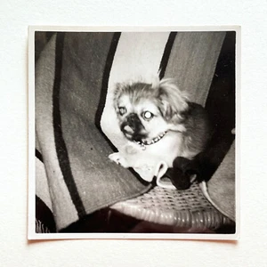Vintage animale domestico cane pechinese vera fotografia in bianco e nero ritratto sedia moderna metà secolo - Foto 1 di 2