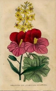 GERANIE & LYSIMACHIA BULBIFERA, 1848; handfarbener Damenkranz - Bild 1 von 1