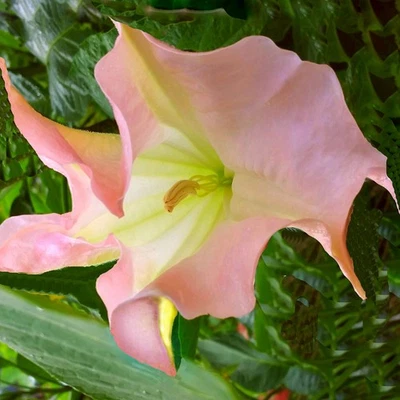 STRAWBERRY CREAM  Brugmansia Angel Trumpet Plant Peach Pink Fragrant Bloom - Image 1 of 3
