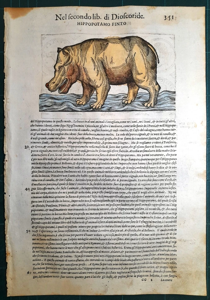 Stampa antica MATTIOLI MATTHIOLI erbario IPPOPOTAMO 1585 Antique print - Immagine 1 di 1