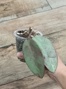Hoya Silver Dollar - Picture 1 of 3