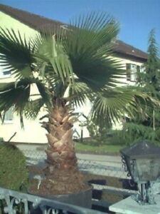 2 winterharte Wasch. Palmen schnellwüchsige exotische Pflanzen im für den Garten