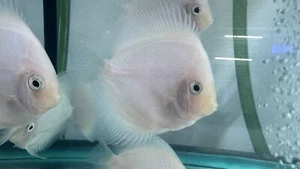 Pack of 3 Snow White Discus Fish 4" - Live Aquarium Fish - 1 Day Ship - Picture 1 of 1