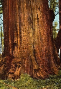 Postal de colección Washington, un cedro gigante, WA c1920 - Imagen 1 de 4